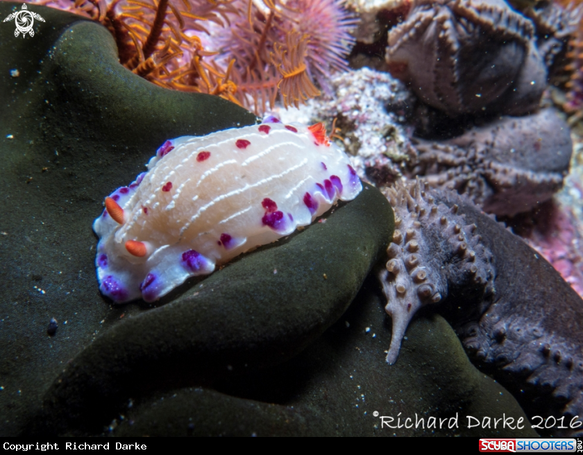 A Cape Dorid