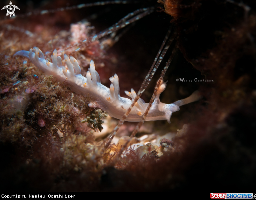 A Nudibranch