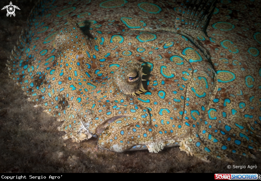 A Peacock Flounder