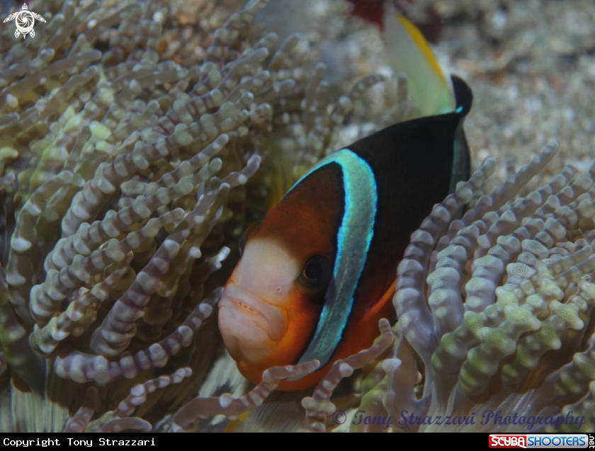 A Clark's clownfish