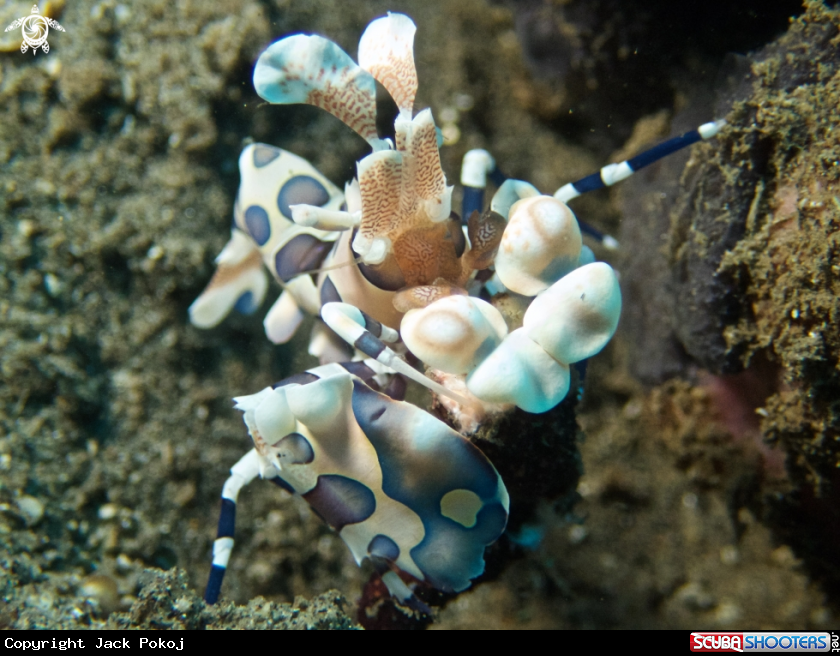 A Harlequin Shrimp