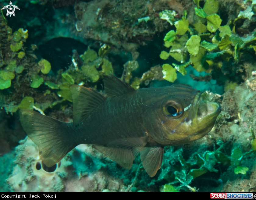 A Cardinal Fish