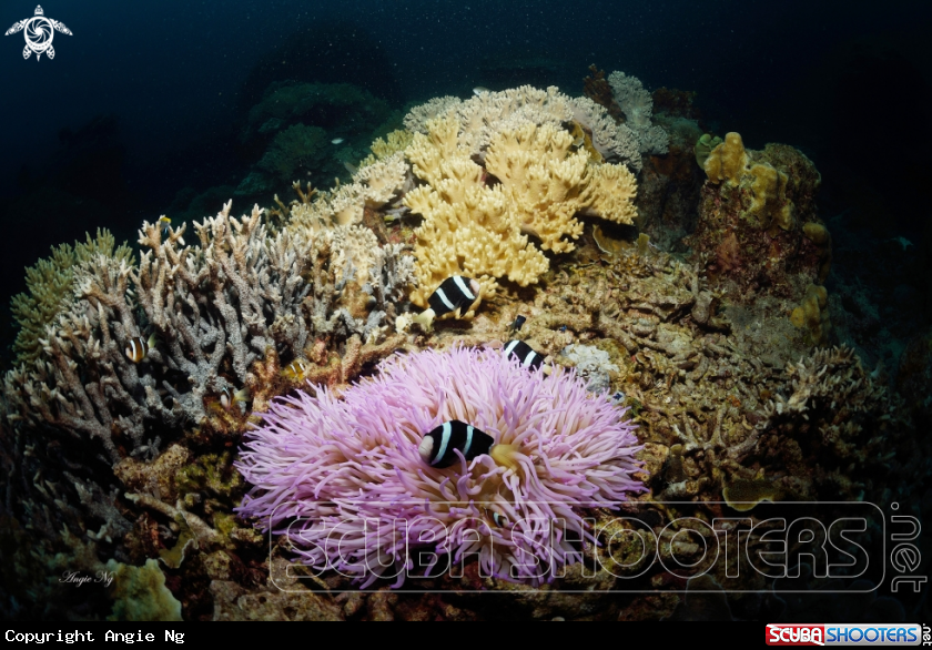 A Clarks Anemonefish