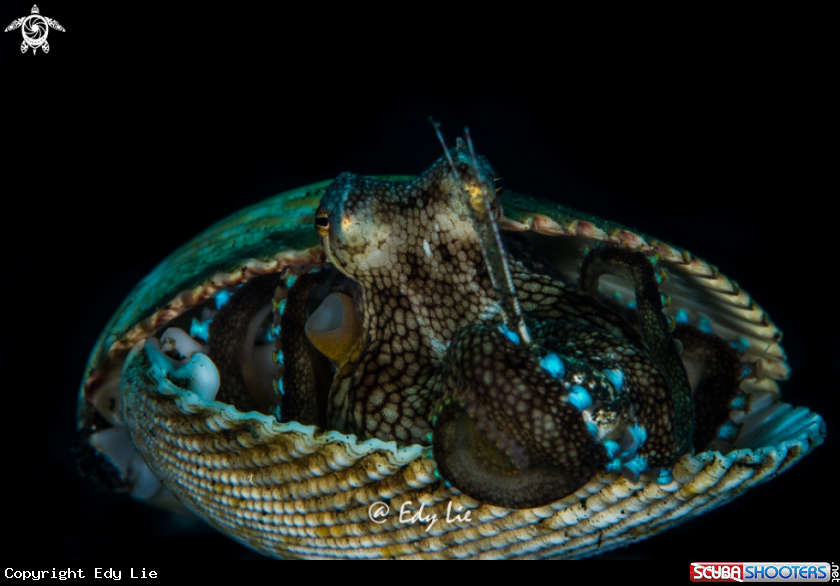 A Coconut Octopus