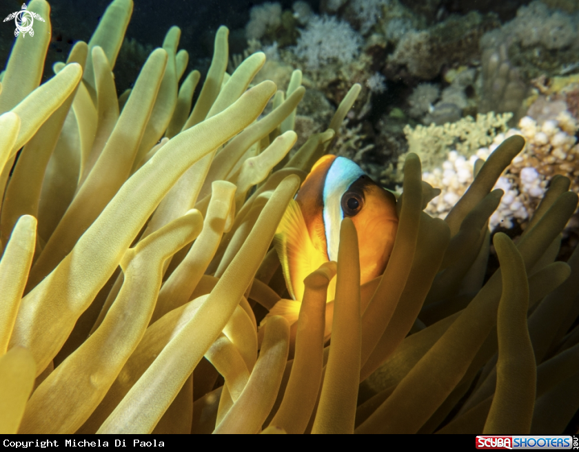 A Nemo