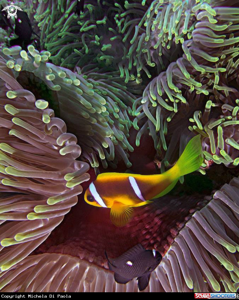 A Nemo