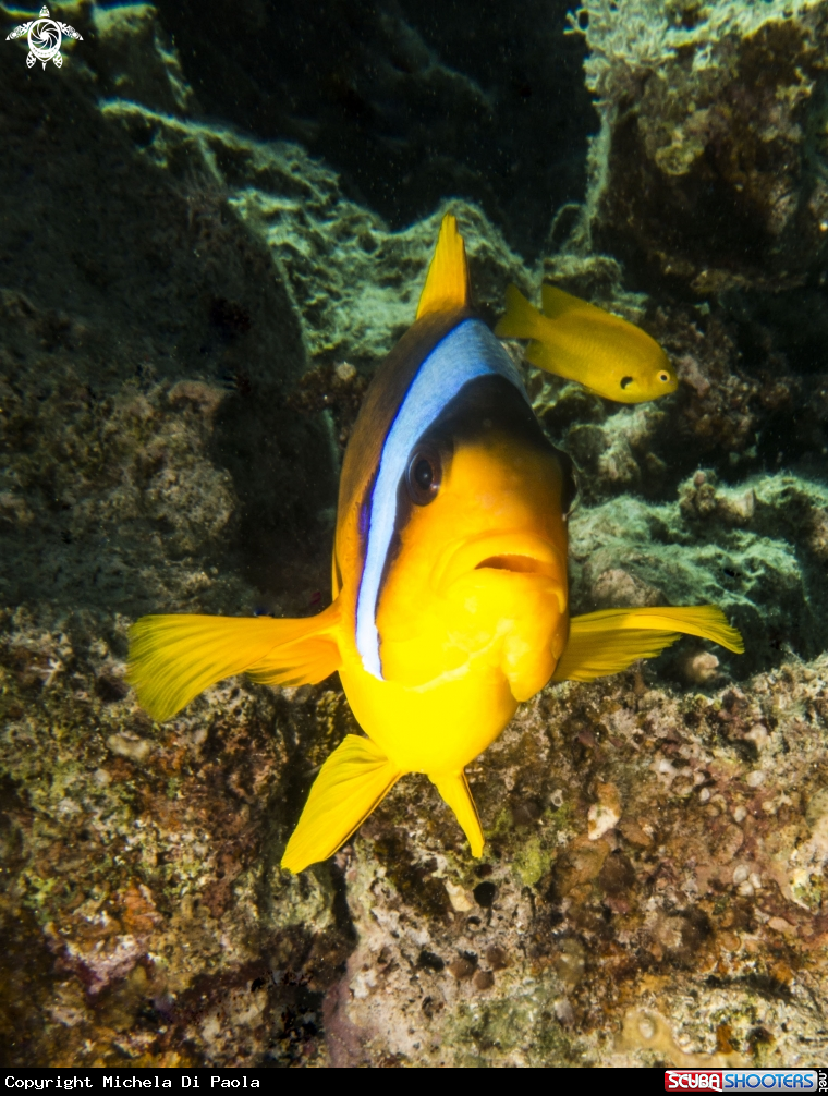 A Nemo