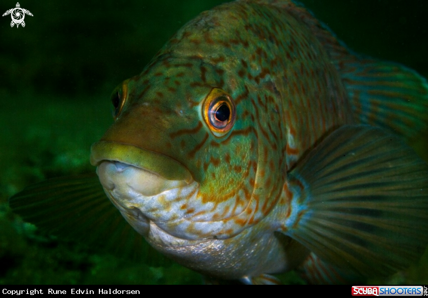 A Ballan wrasse