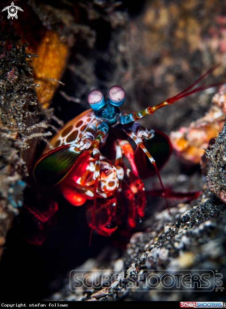 A Peacock Mantis Shrimp