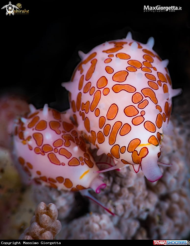 A Red cowrie