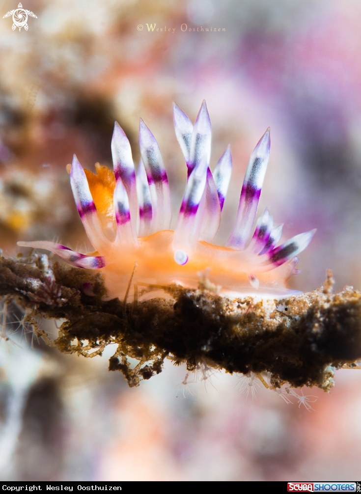 A Nudibranch