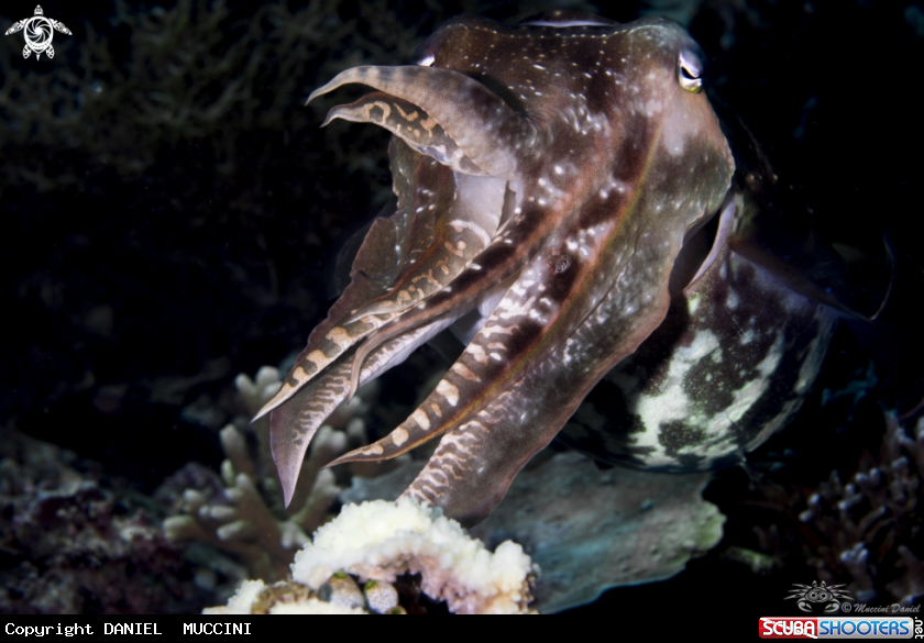 A cuttlefish