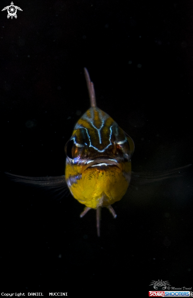 A fish 