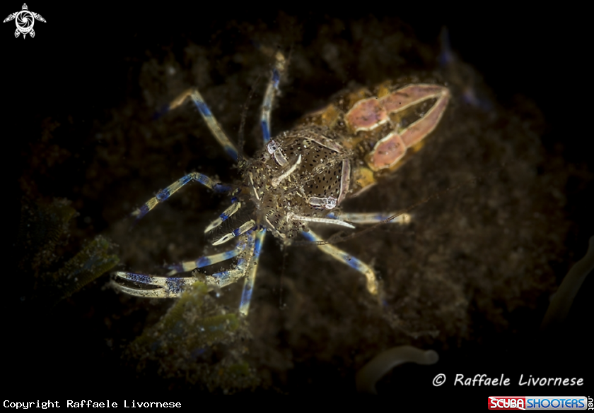 A Anemone shrimp