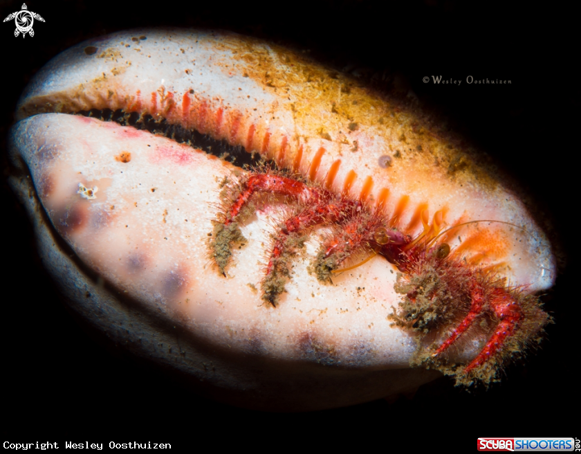 A Hairy Red Hermit Crab