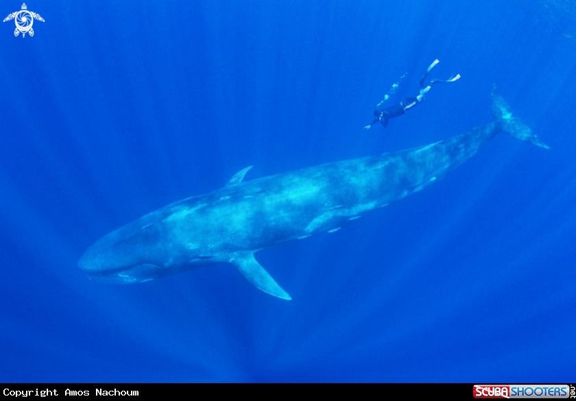 A Pygmy Blue Whale