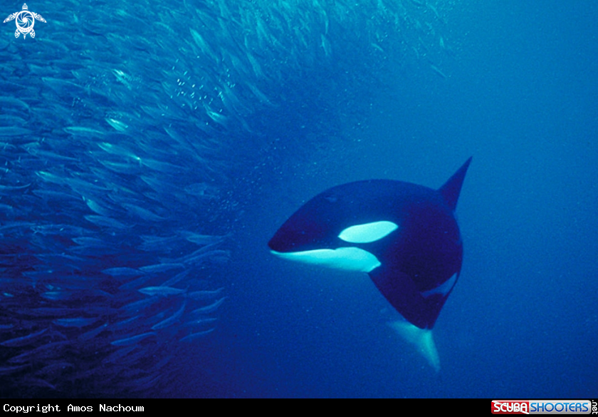 A Orca