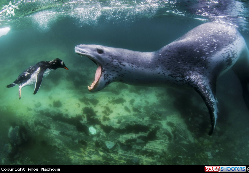 A Leopard Seal 