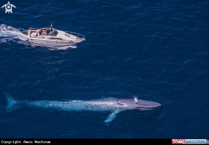 A Blue Whale