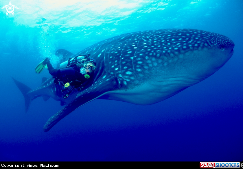 A Whale Shark