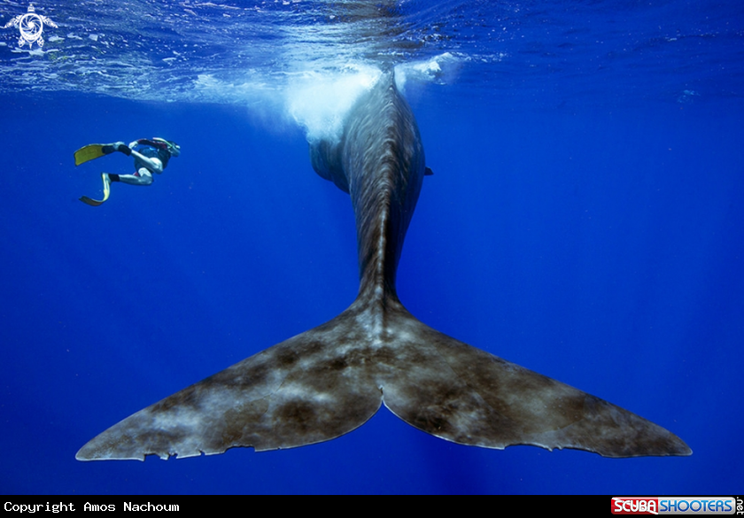 A Sperm Whale
