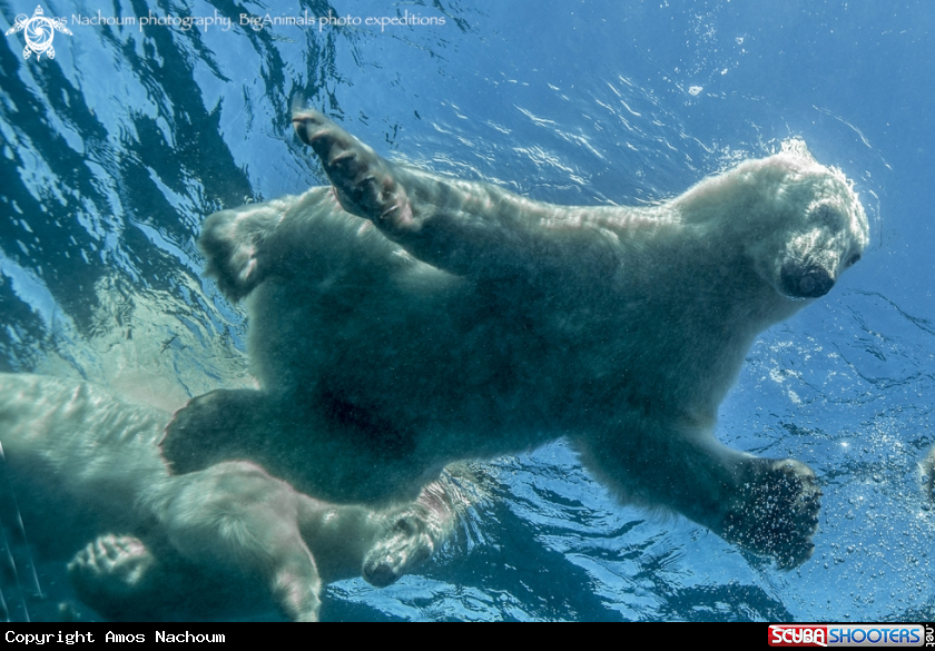 A Polar Bear