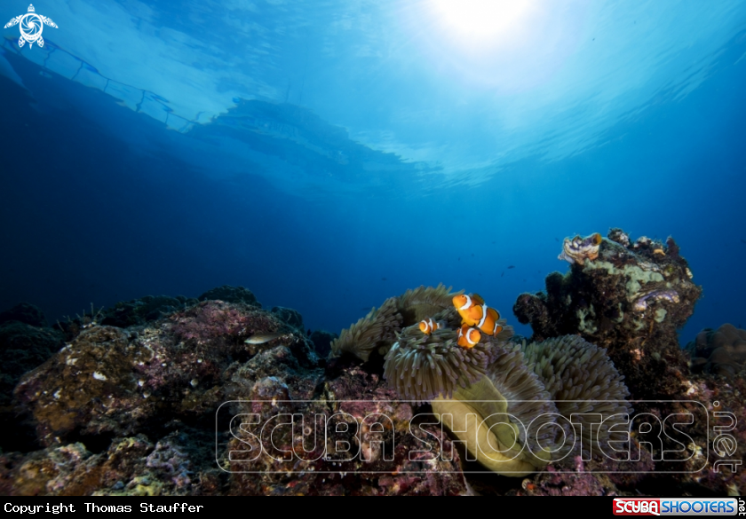 A clownfish