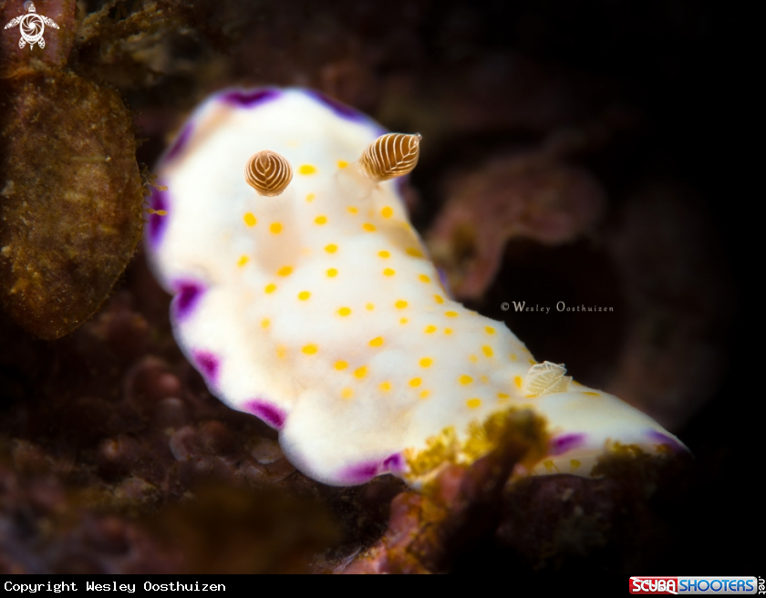 A Nudibranch