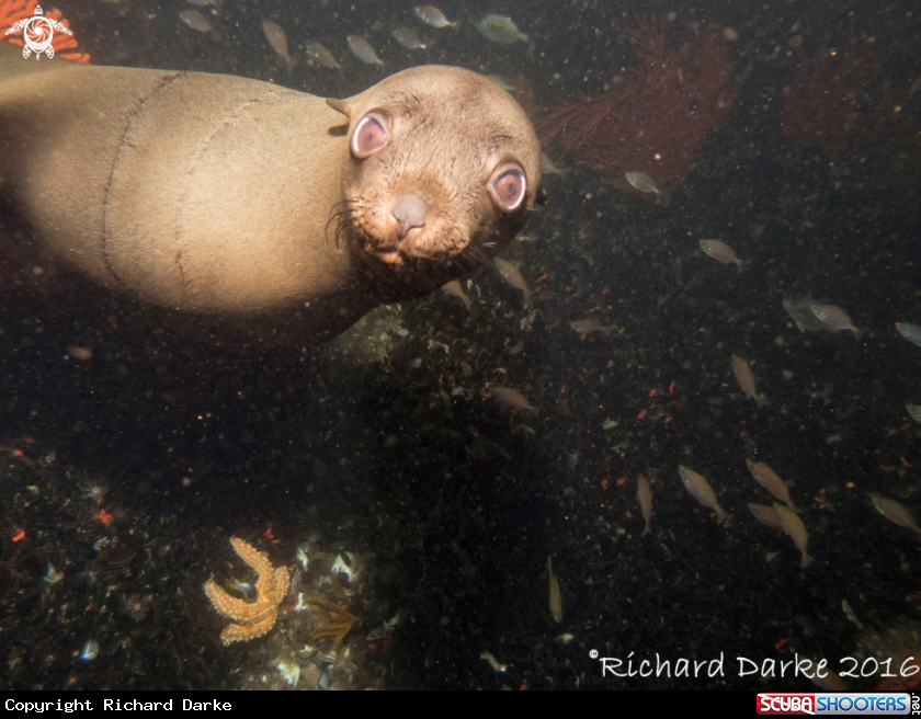 A South African Fur Seal