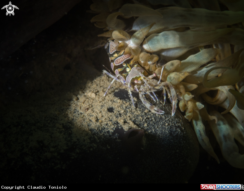 A Periclimenes Amethysteus