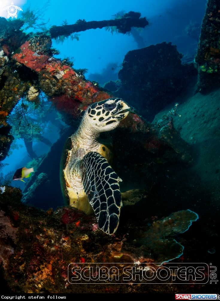 A Hawksbill Turtle