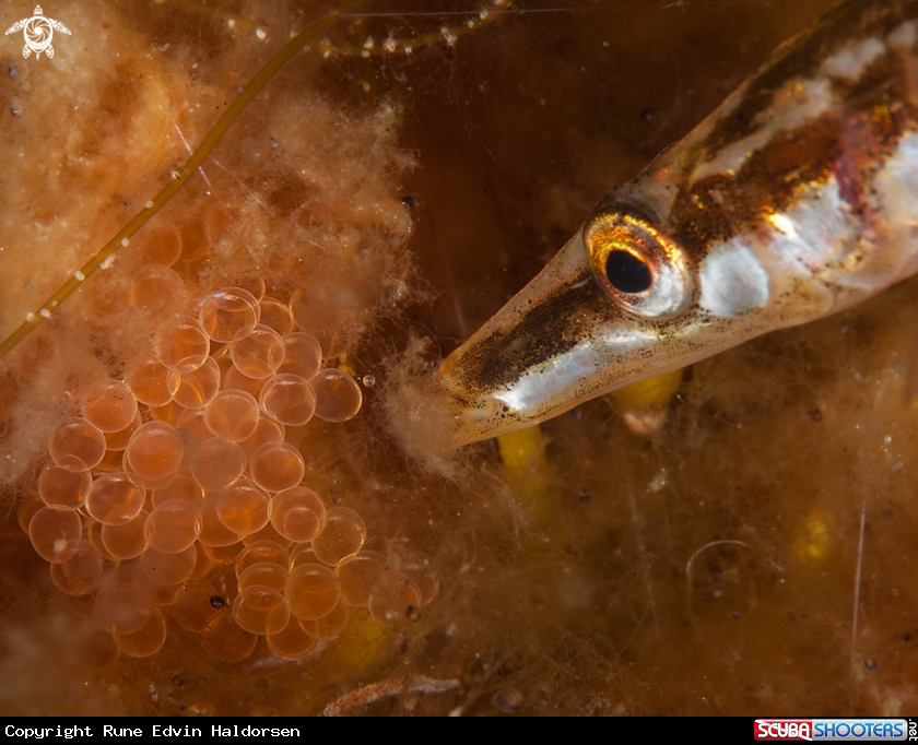 A Fifteen-spined stickleback