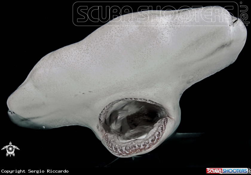 A Hammerhead Shark