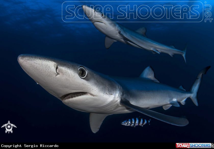 A underwater creature
