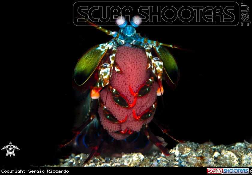 A Mantis shrimp