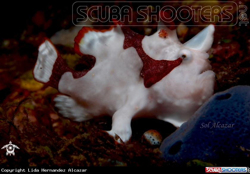 A baby frogfish