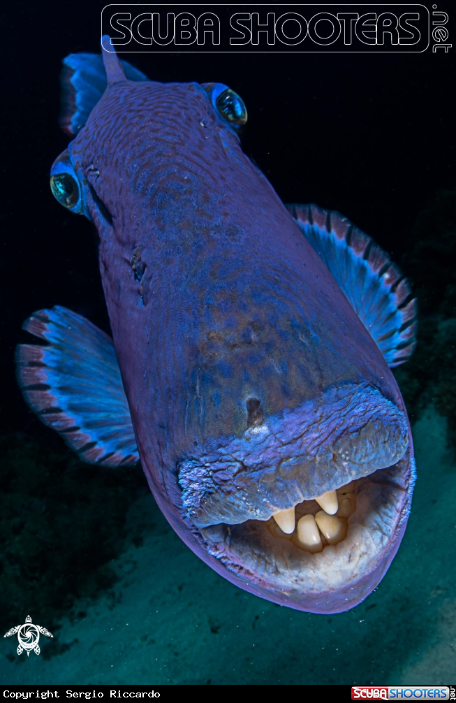 A underwater creature