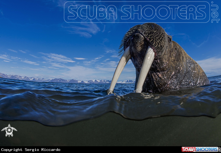 A underwater creature