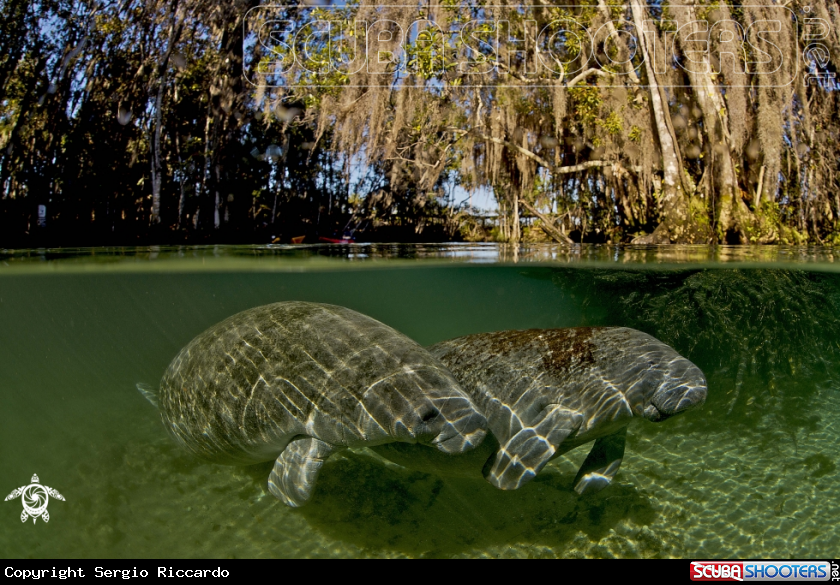 A Manatee