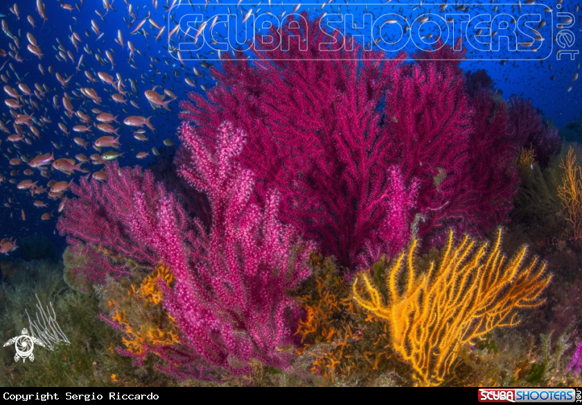 A underwater creature