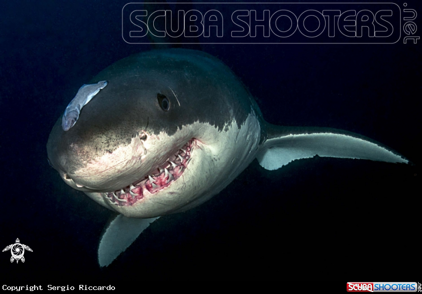 A underwater creature
