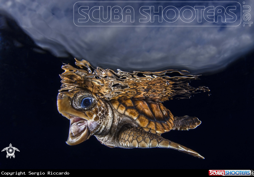 A Turtle