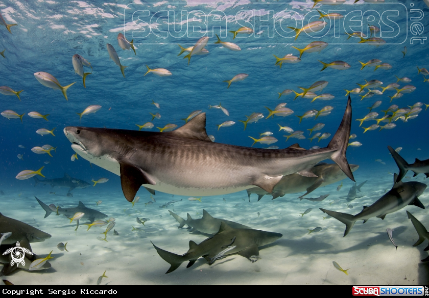 A underwater creature