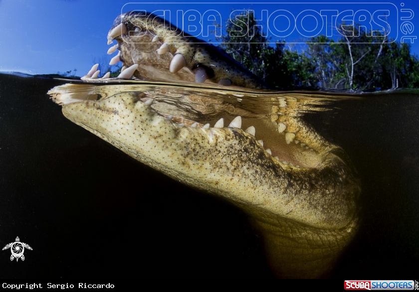 A underwater creature