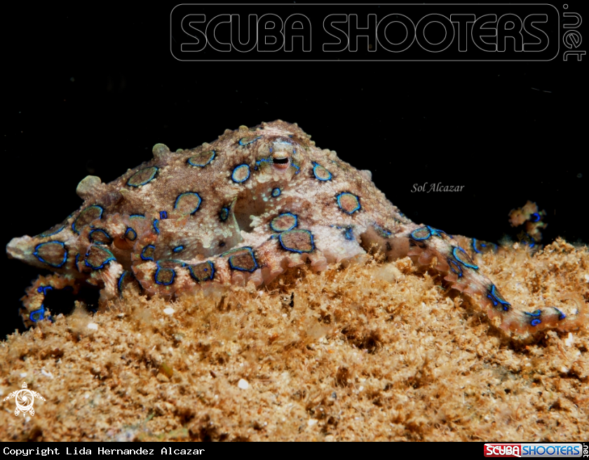 A blue ringed octopus