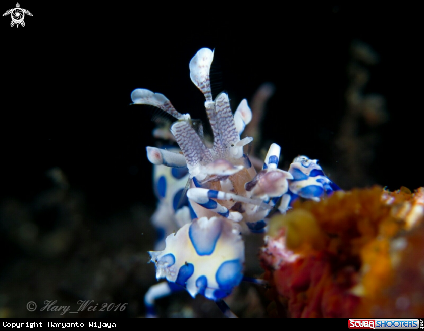 A Harlequin shrimp
