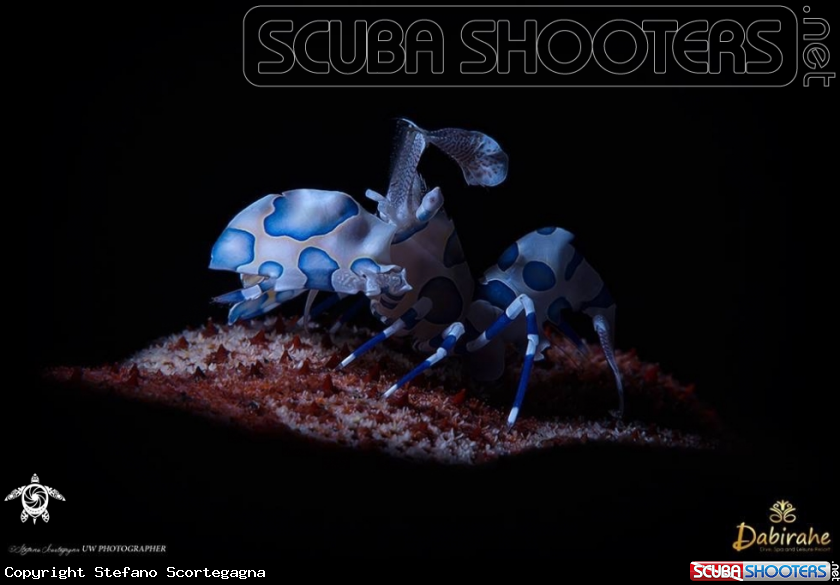 A HIMENOCERA picta