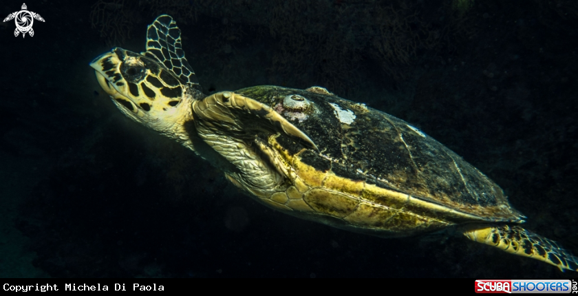 A Turtle