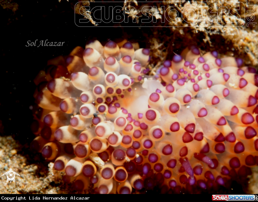 A Janolus Sp