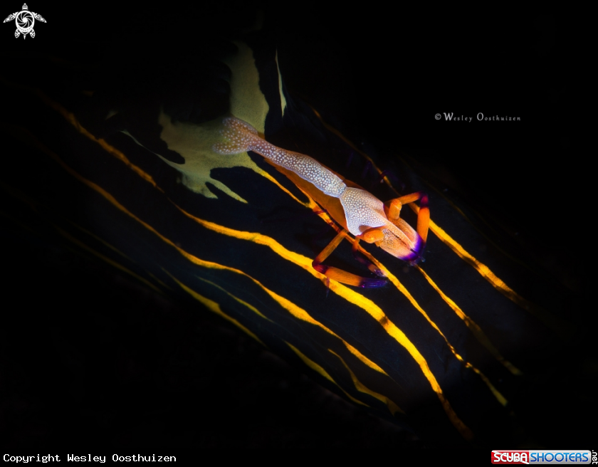 A Emperor Shrimp & Nudibranch